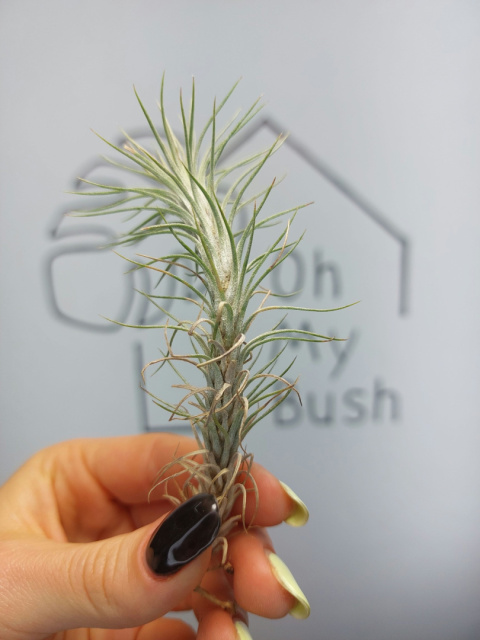 Tillandsia Funckiana Oplątwa