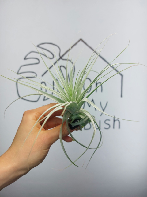 Tillandsia Gardneri Oplątwa