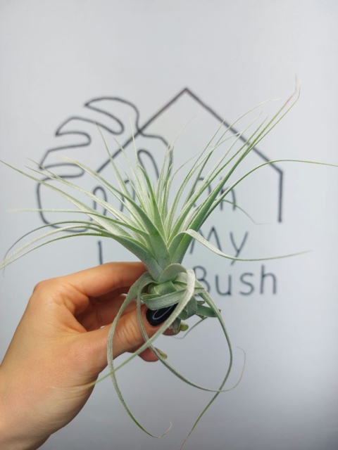 Tillandsia Gardneri Oplątwa