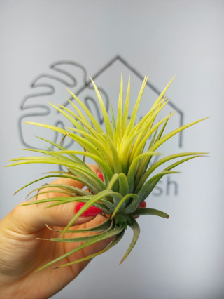 Tillandsia Ionantha Druid Oplątwa