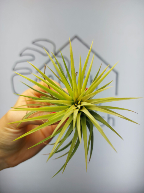 Tillandsia Ionantha Druid Oplątwa