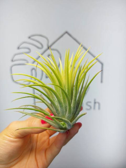 Tillandsia Ionantha Druid Oplątwa