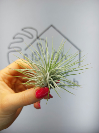 Tillandsia Ionantha Green XL Oplątwa