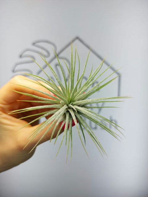 Tillandsia Ionantha Green XL Oplątwa