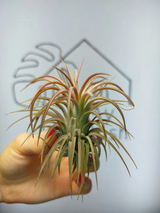 Tillandsia Ionantha Rubra XL Oplątwa