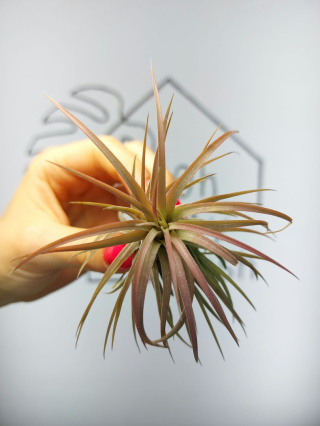 Tillandsia Ionantha Rubra XL Oplątwa