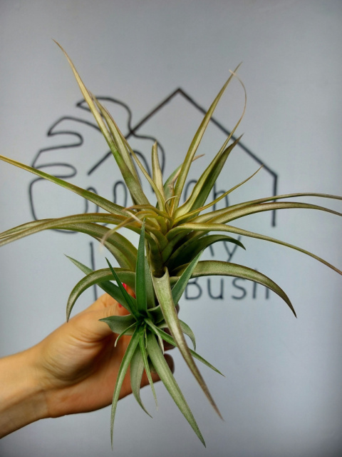 Tillandsia Multiflora Red XXL Oplątwa