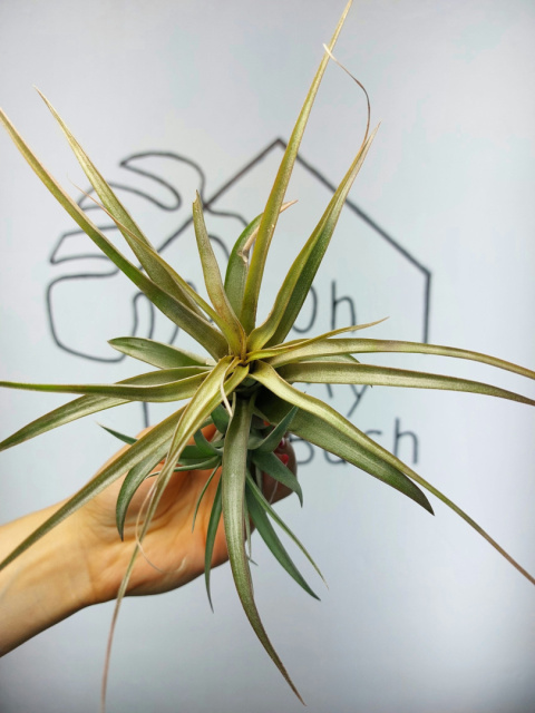 Tillandsia Multiflora Red XXL Oplątwa