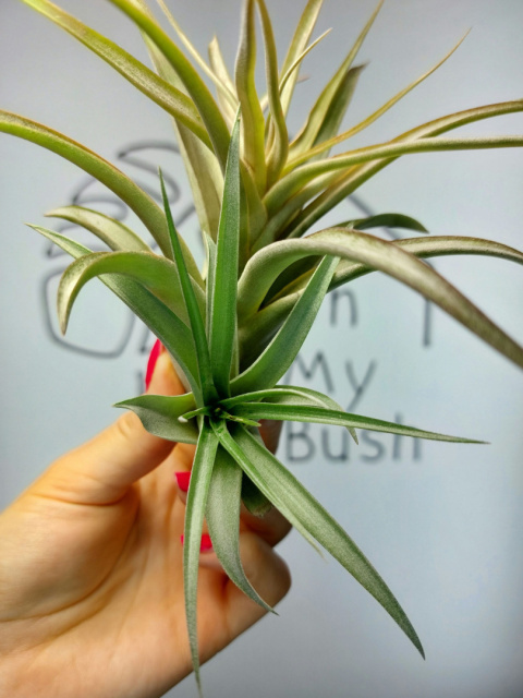 Tillandsia Multiflora Red XXL Oplątwa