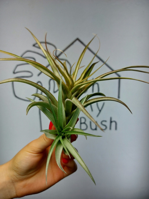 Tillandsia Multiflora Red XXL Oplątwa