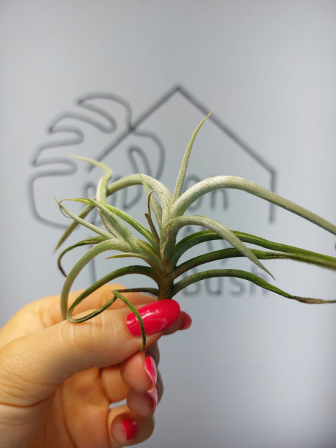 Tillandsia Myosura Oplątwa