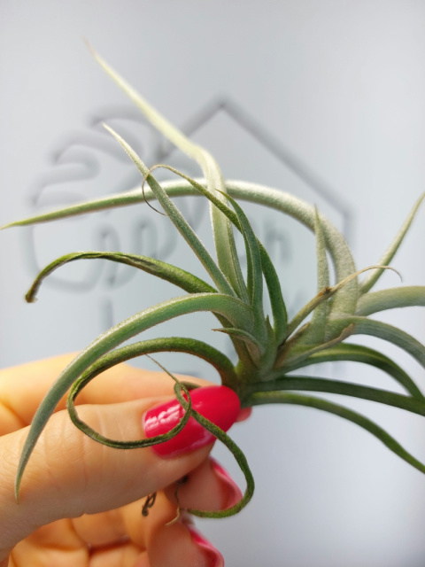 Tillandsia Myosura Oplątwa