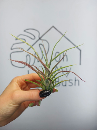 Tillandsia Pruinosa XL Oplątwa