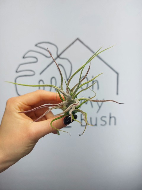 Tillandsia Pruinosa XL Oplątwa