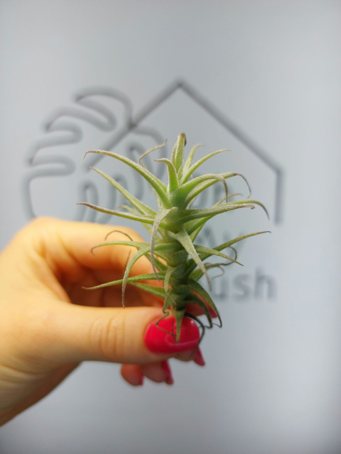 Tillandsia Purpurea Shooting Star Oplątwa