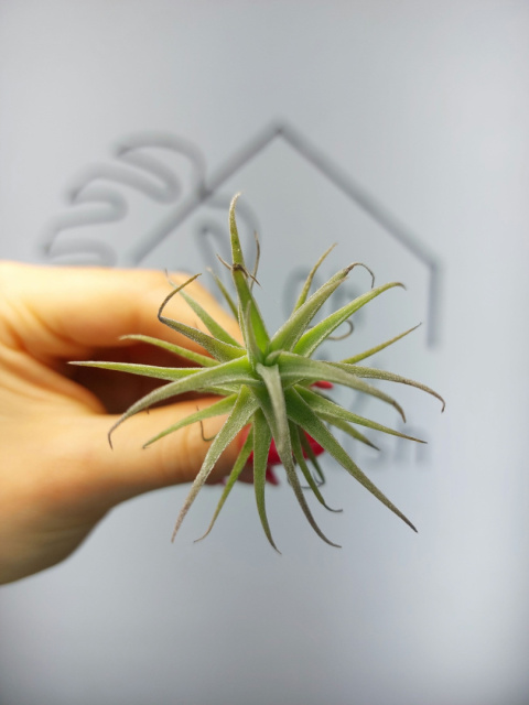 Tillandsia Purpurea Shooting Star Oplątwa