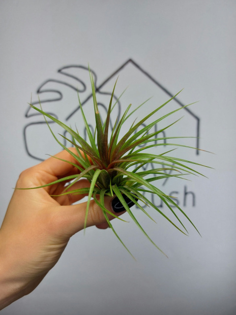 Tillandsia Rainforest Red Oplątwa XL