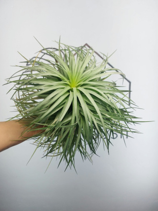 Tillandsia Silver EXTREME XXL Oplątwa