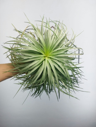 Tillandsia Silver EXTREME Oplątwa