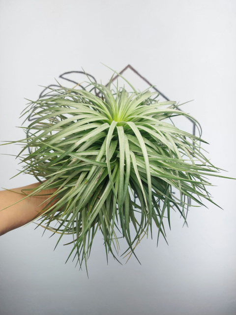 Tillandsia Silver EXTREME Oplątwa