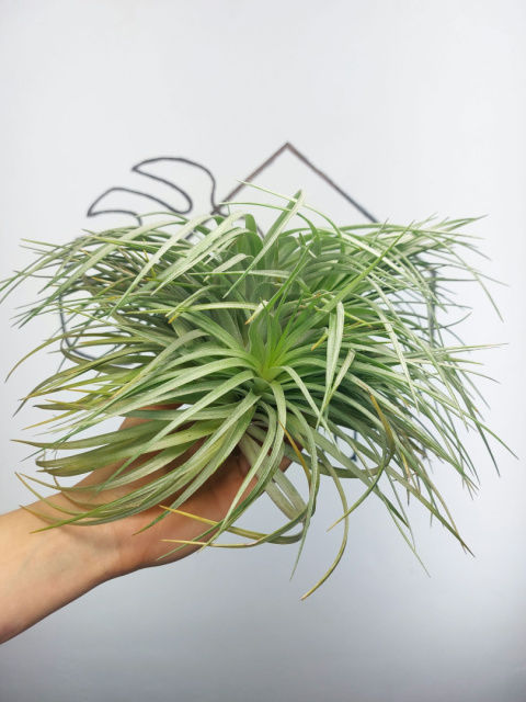 Tillandsia Silver EXTREME Oplątwa