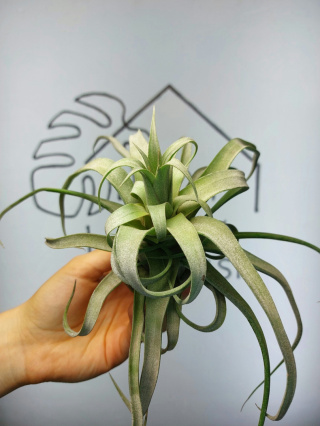 Tillandsia Streptophylla XXL Oplątwa