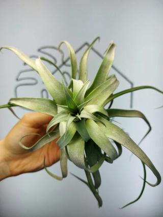 Tillandsia Streptophylla XXL Oplątwa