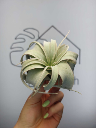 Tillandsia Xerographica Oplątwa