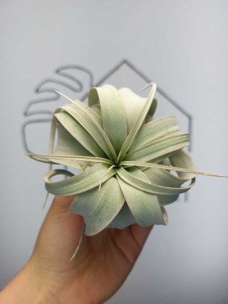 Tillandsia Xerographica Oplątwa