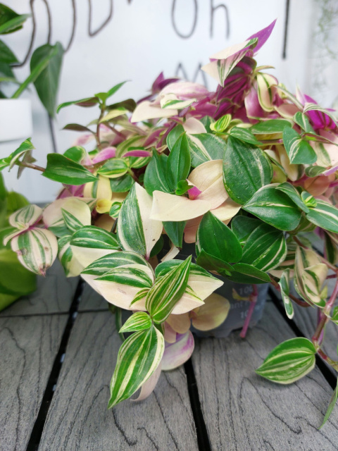 Tradescantia Fluminensis Tricolor Trzykrotka