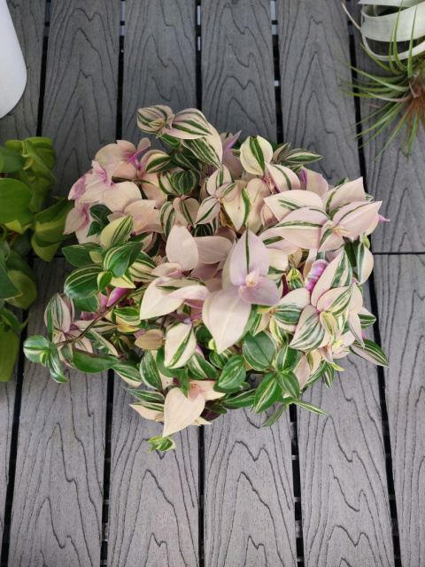 Tradescantia Fluminensis Tricolor Trzykrotka