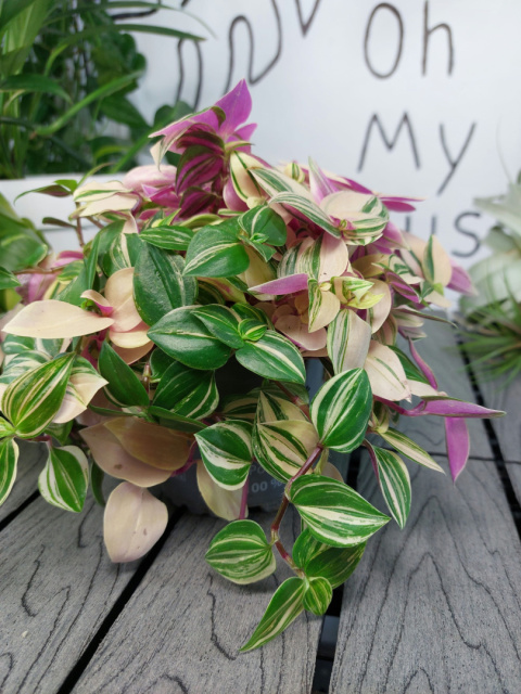 Tradescantia Fluminensis Tricolor Trzykrotka