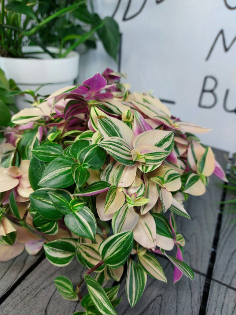 Tradescantia Fluminensis Tricolor Trzykrotka