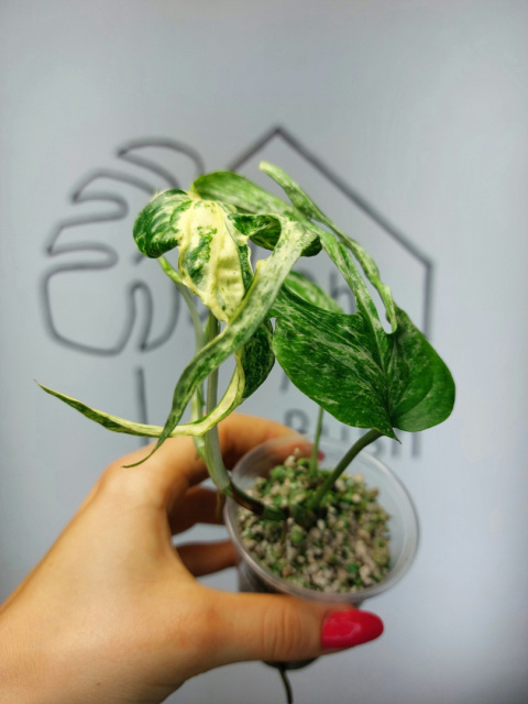 Amydrium Medium Variegata | Sadzonka 7 | 20cm