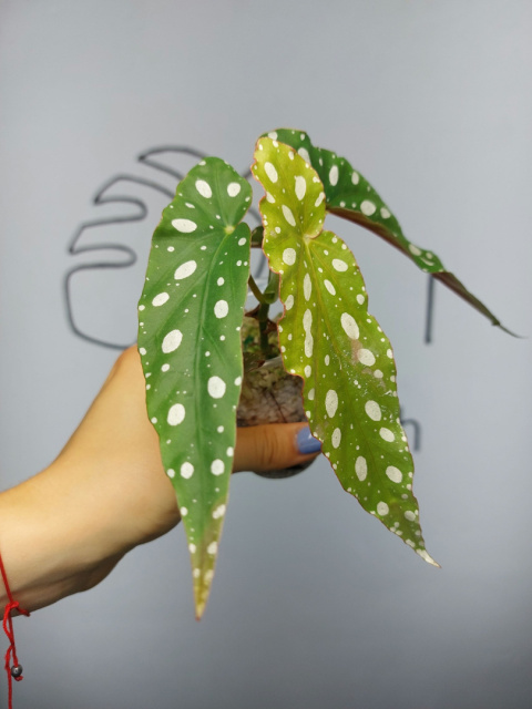 Begonia Maculata | Begonia Koralowa | 15-20cm