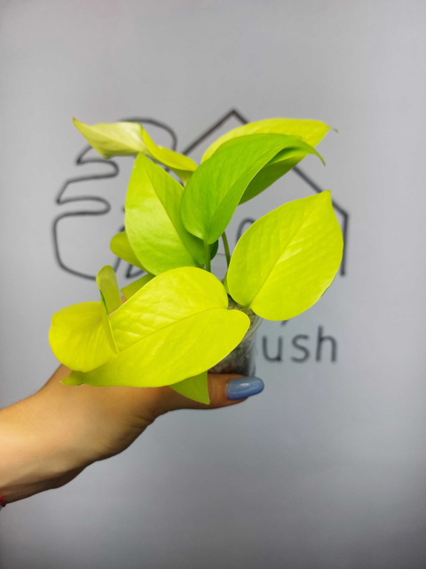 Epipremnum Neon (Golden Pothos) | 15-20cm