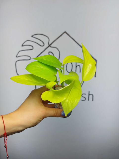 Epipremnum Neon (Golden Pothos) | 15-20cm