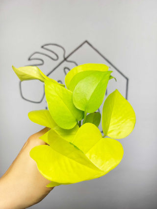 Epipremnum Neon (Golden Pothos) | 15-20cm