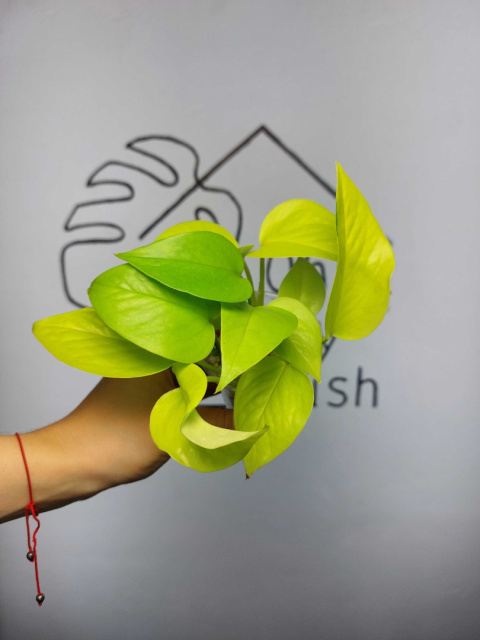 Epipremnum Neon (Golden Pothos) | 15-20cm