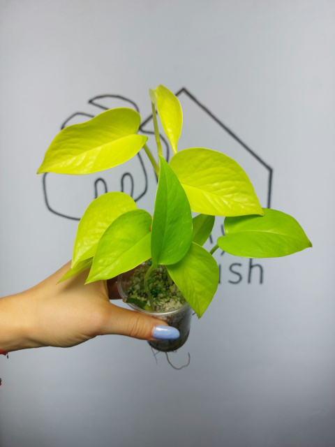 Epipremnum Neon (Golden Pothos) | 20-25cm