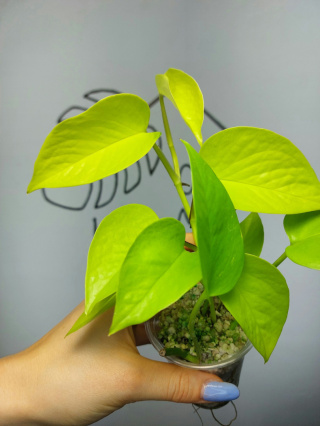 Epipremnum Neon (Golden Pothos) | 20-25cm