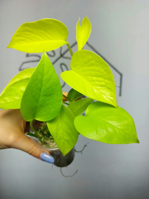 Epipremnum Neon (Golden Pothos) | 20-25cm