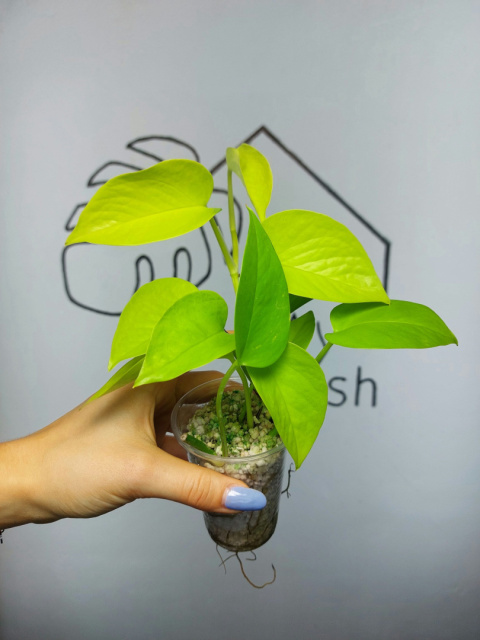 Epipremnum Neon (Golden Pothos) | 20-25cm