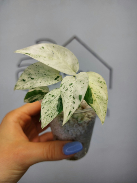 Epipremnum Pinnatum Marble | BIALY MOCNO WYBARWIONY | 15-20cm