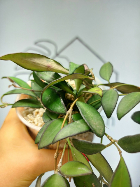 Hoya Rosita | 15-20cm