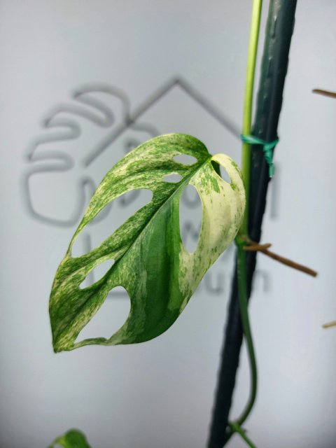 Monstera Acuminata Variegata | Pędówka