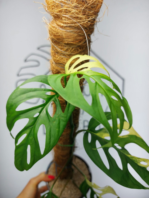 Monstera Acuminata Variegata | Sadzonka 18 | 50cm