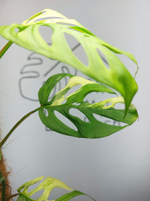 Monstera Acuminata Variegata | Sadzonka 18 | 50cm