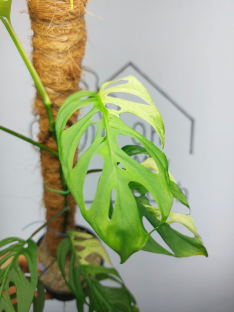 Monstera Acuminata Variegata | Sadzonka 18 | 50cm