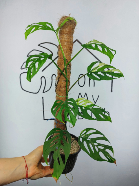 Monstera Acuminata Variegata | Sadzonka 18 | 50cm